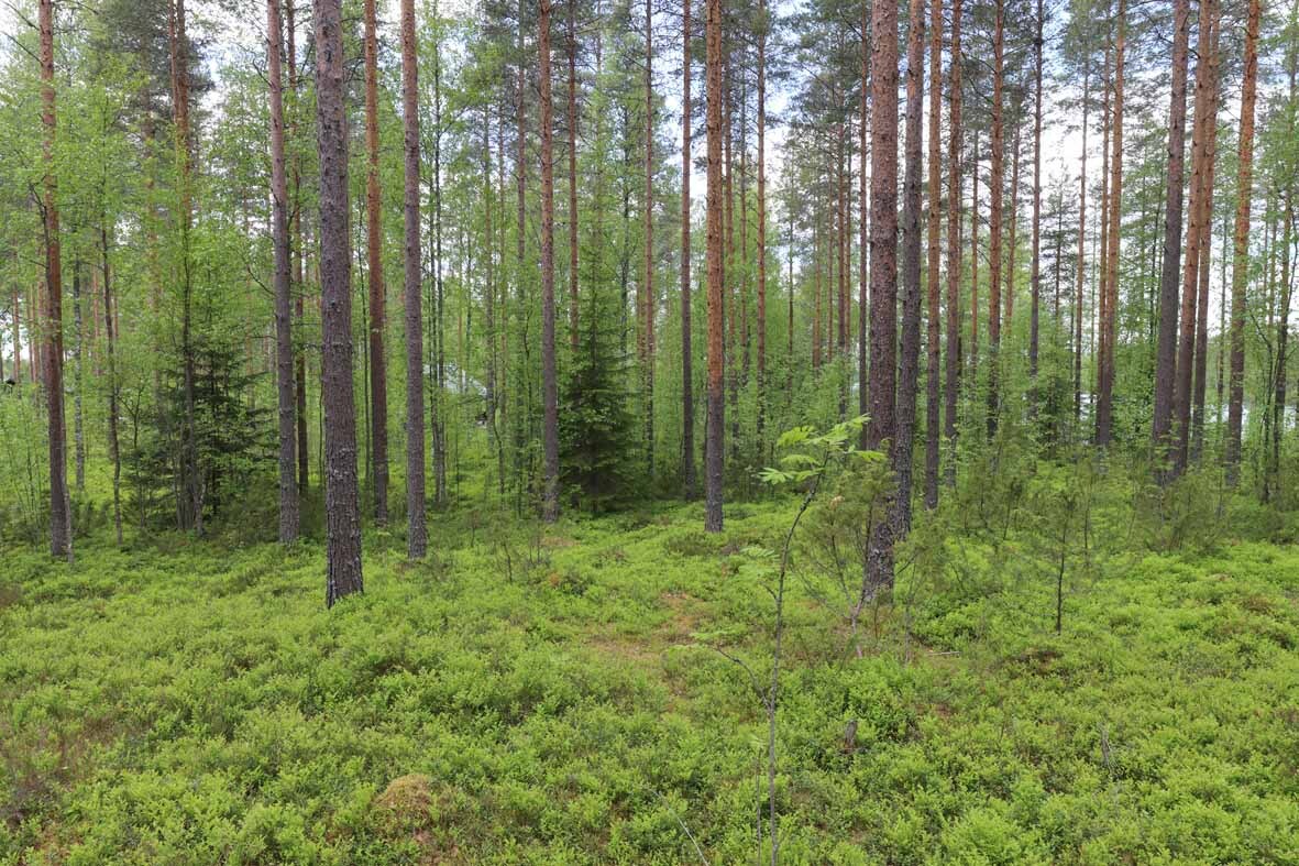 Kuvassa tontin puustoa: varttuneita mäntyjä ja nuoria koivuja, yksittäisiä kuusia.