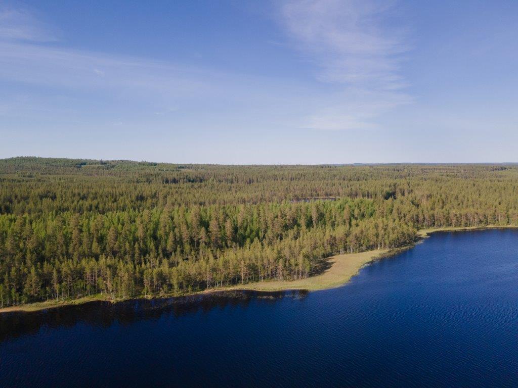 Avara maisema järveltä tontille päin, rannassa vesikasvillisuutta. Metsää silmän kantamattomiin.