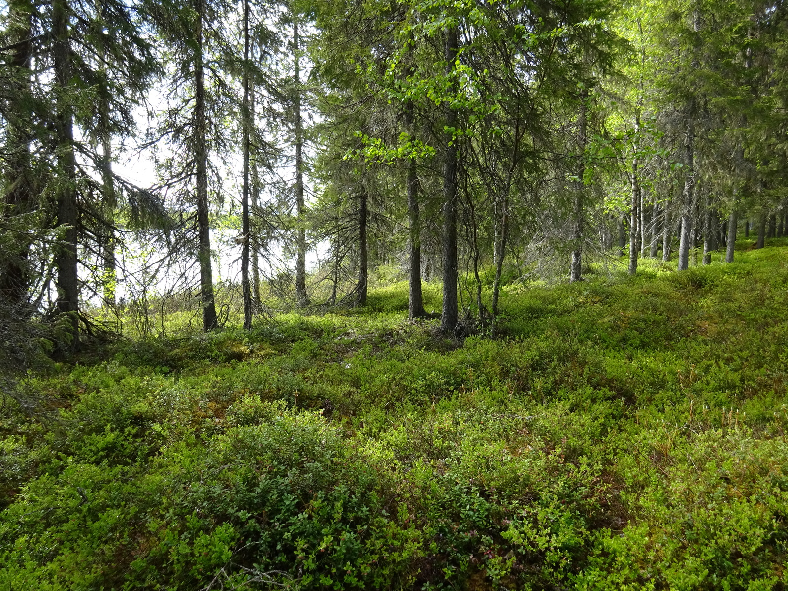 Kuva tontilta järvelle