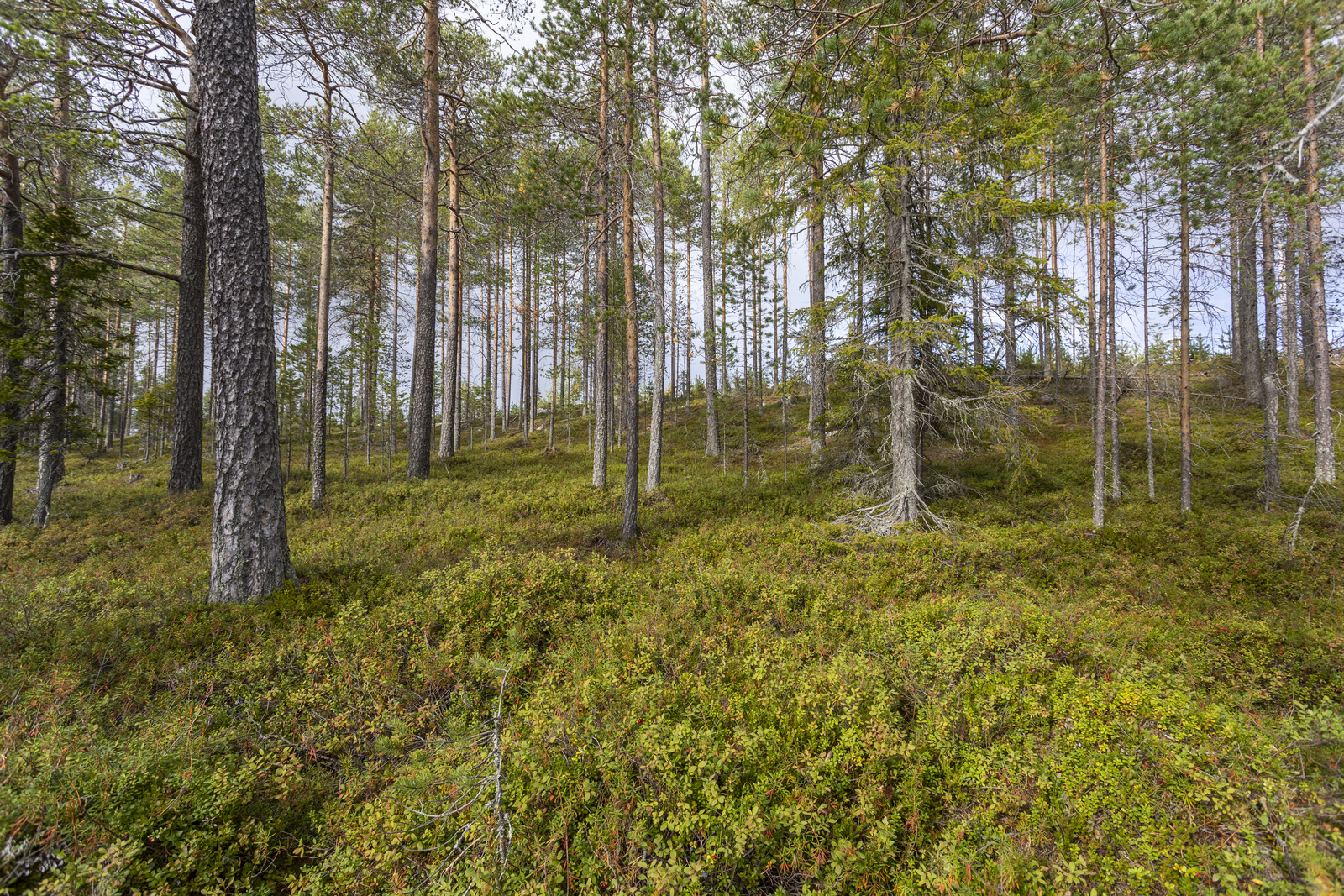 Kuva rannalta tontilta