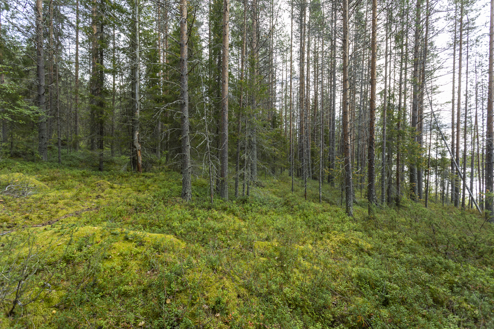 Kuva kohteesta rantaan päin