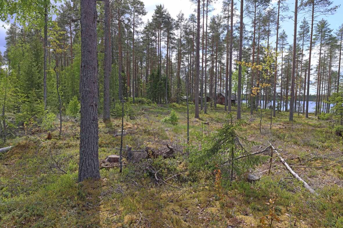 Harvennettua mäntymetsää, naapurin mökki pilkottaa puiden välistä.