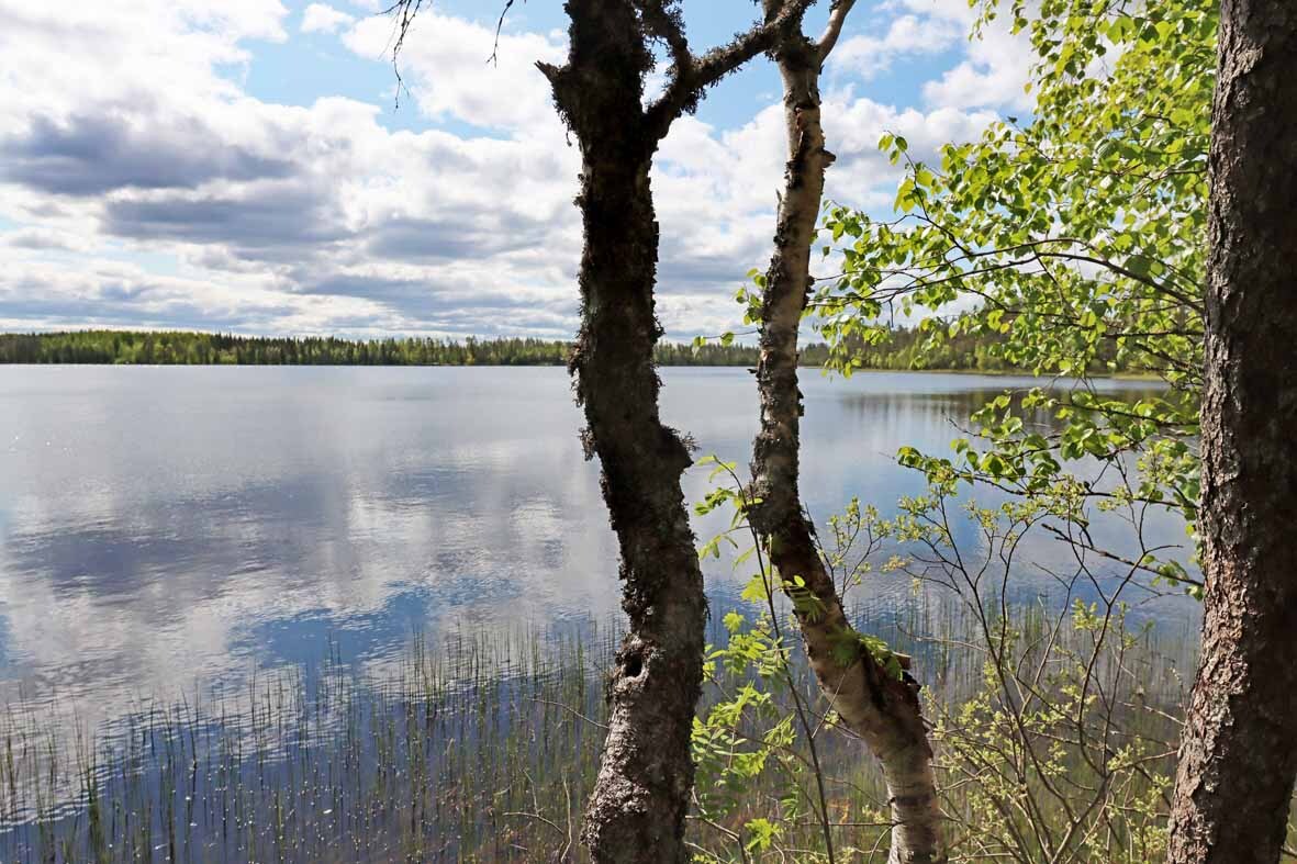 Tontin rantaa jossa nuoria koivuja. Aurinko paistaa järvellä.