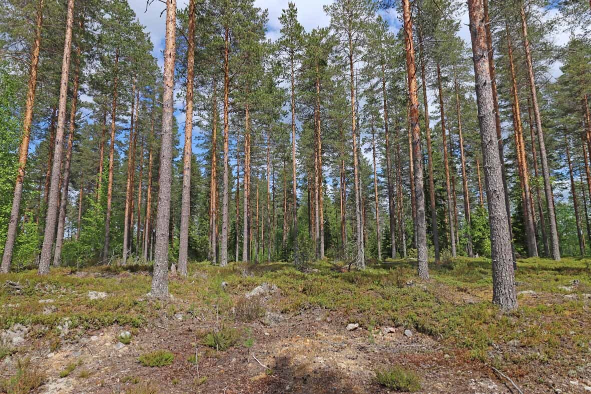 Harvennettua valoisaa mäntykangasta, joukossa muutama nuori koivu ja kuusi.