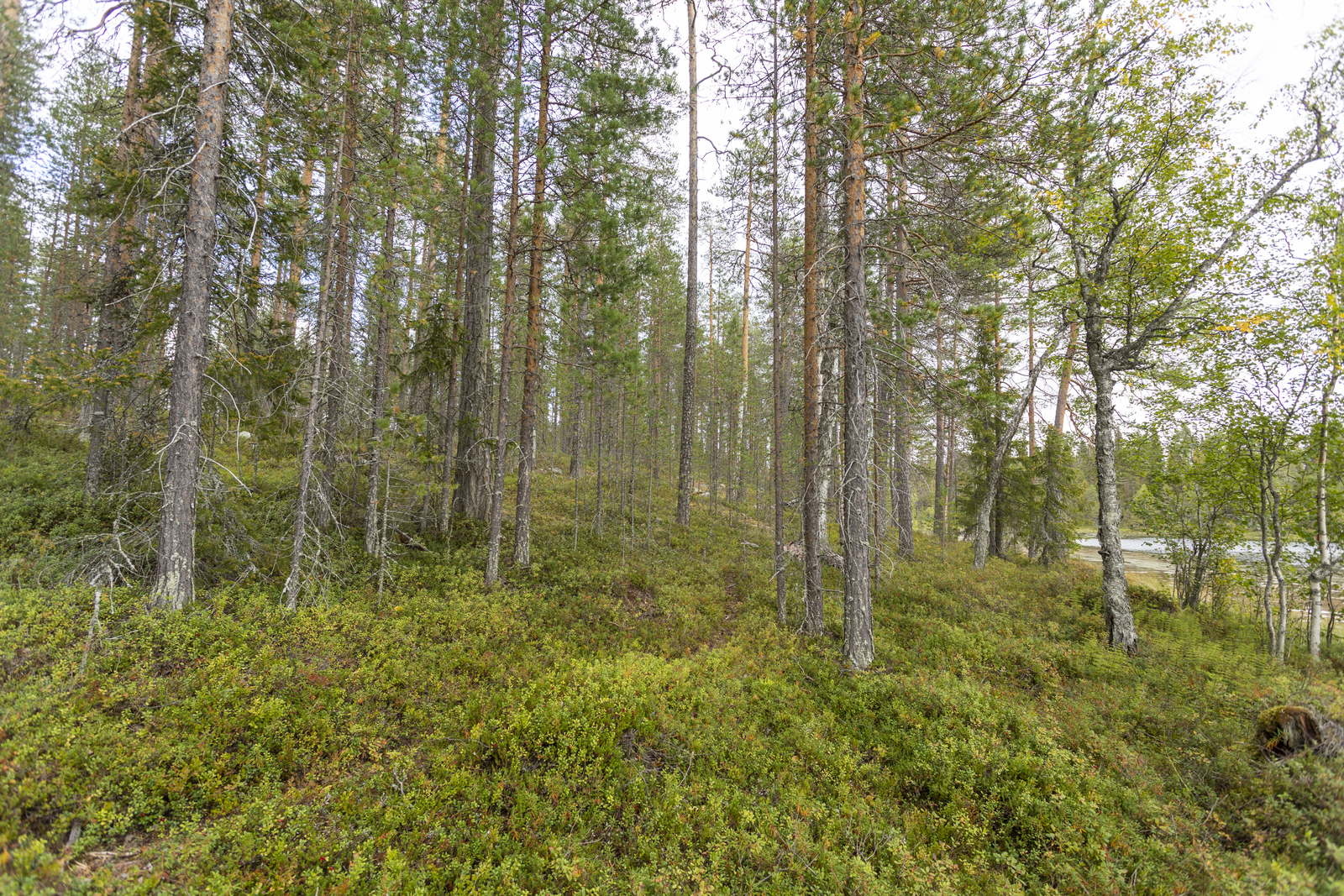 Kuva tontilta järvelle