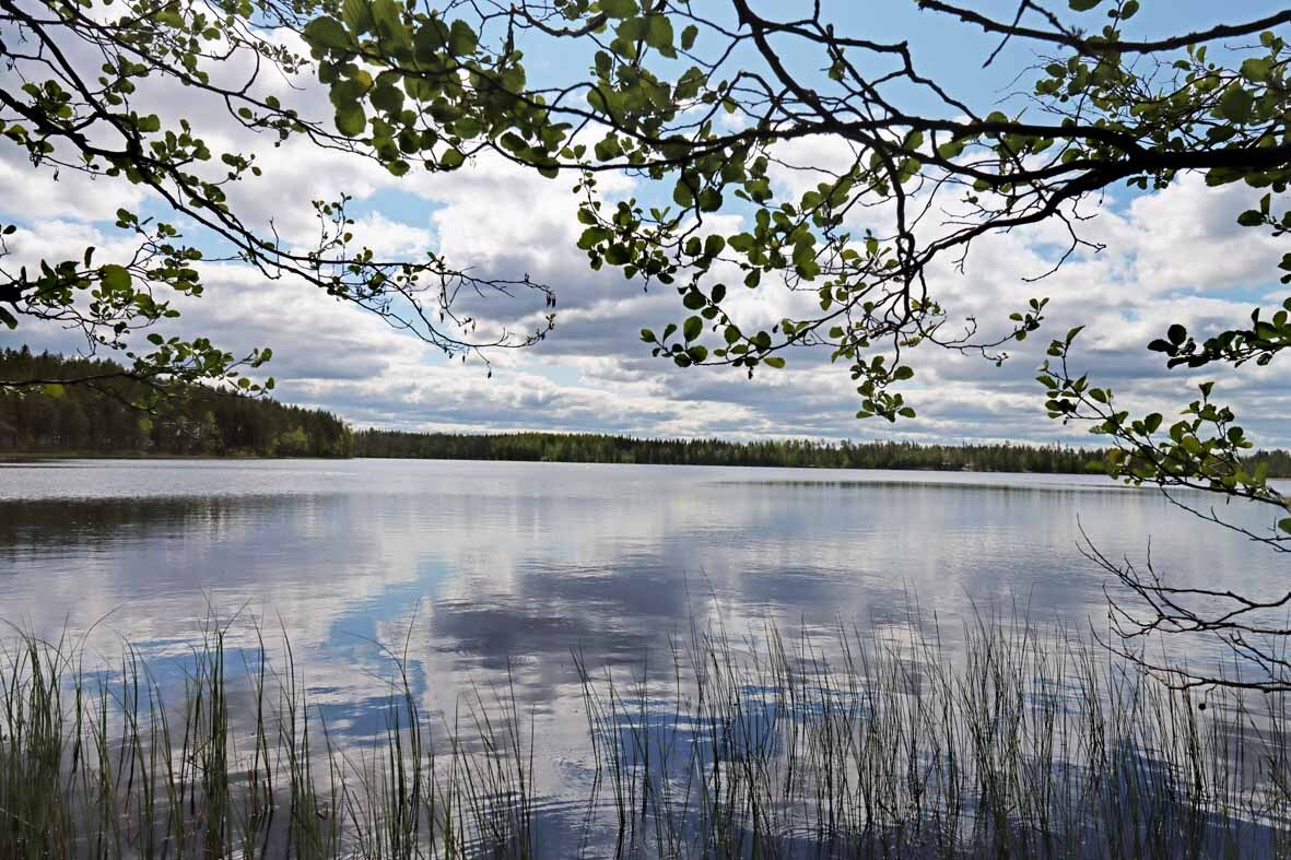 Maisema tontilta järvelle, rannassa kasvaa ruovikkoa.