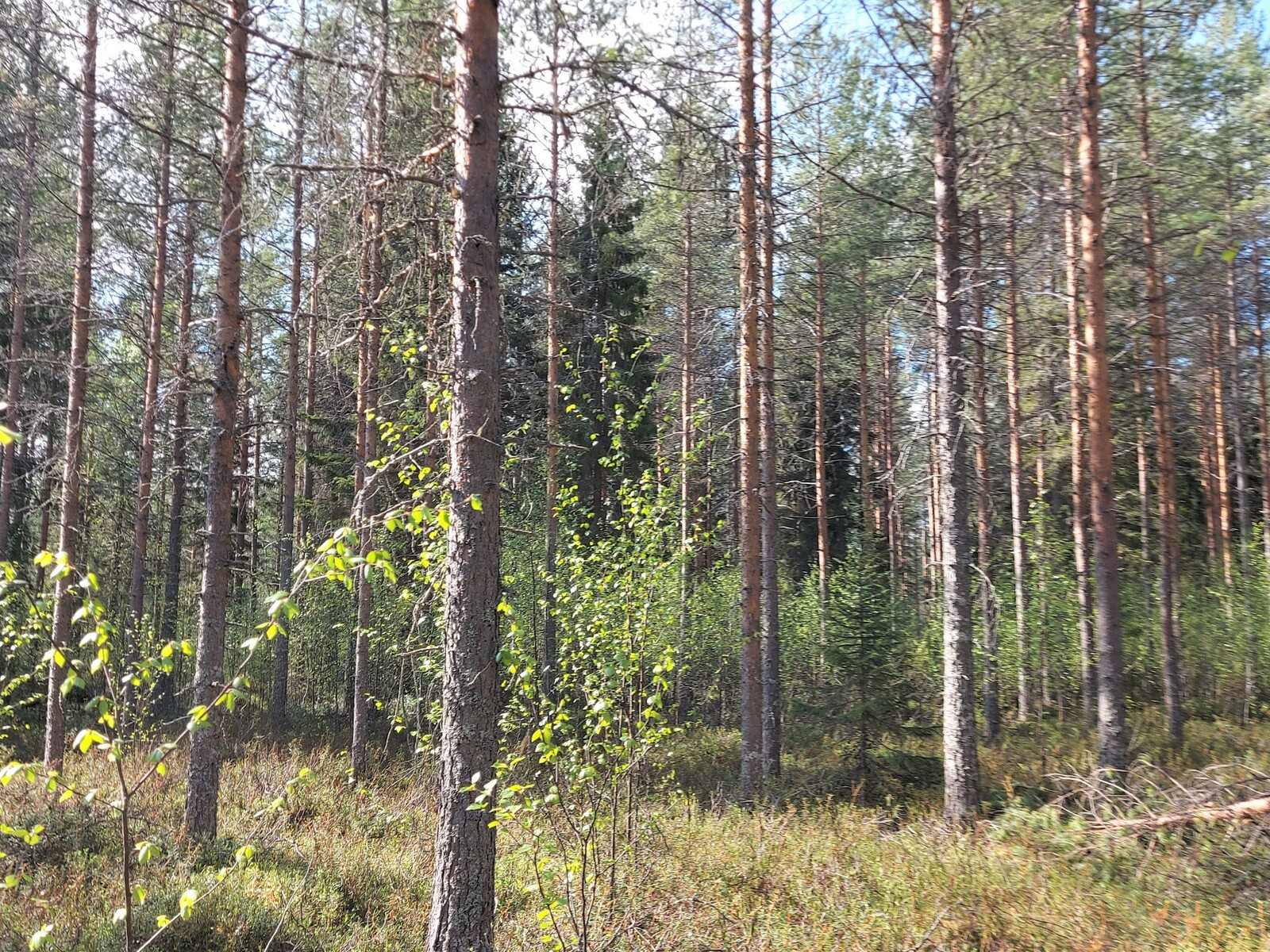 Tonttitieltä päin katsottuna mäntypuita ja pienta koivupuustoa.