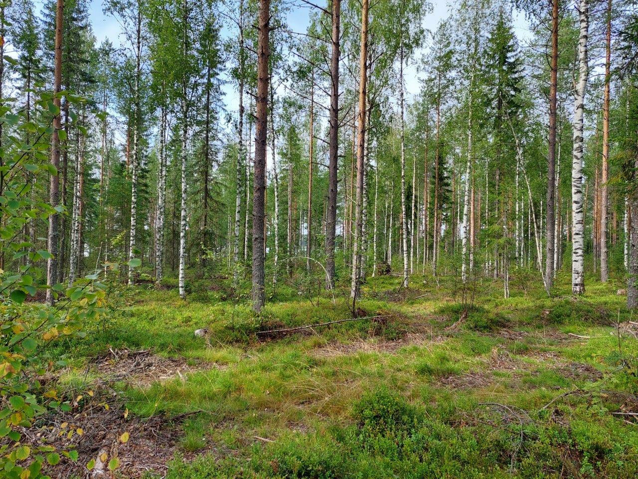 Sekametsää jossa mäntyjä, kuusia ja koivuja, etualalla metsäkoneura.