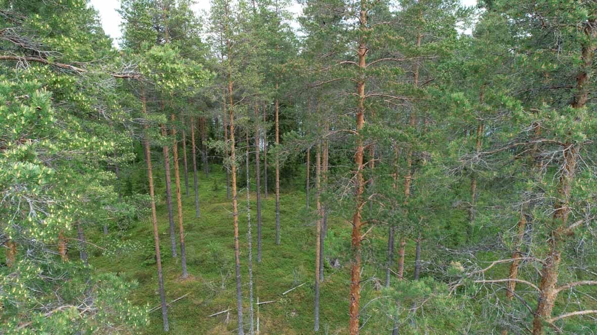 Ilmakuvaa metsän keskeltä, ympärillä kohoaa mäntyjä, taustalla kuusia.