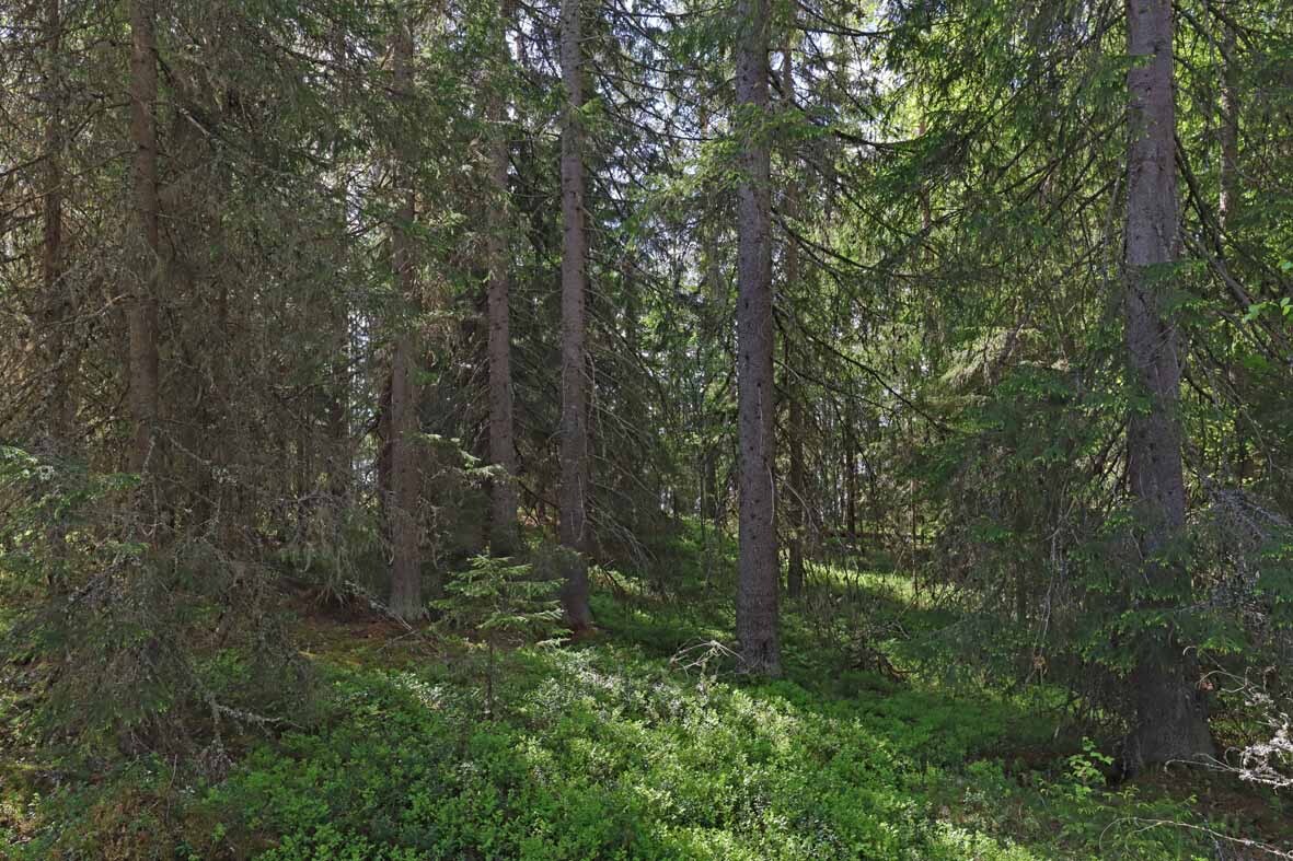 Kuusivaltaista metsää, aurinko pilkottaa puiden lomasta.