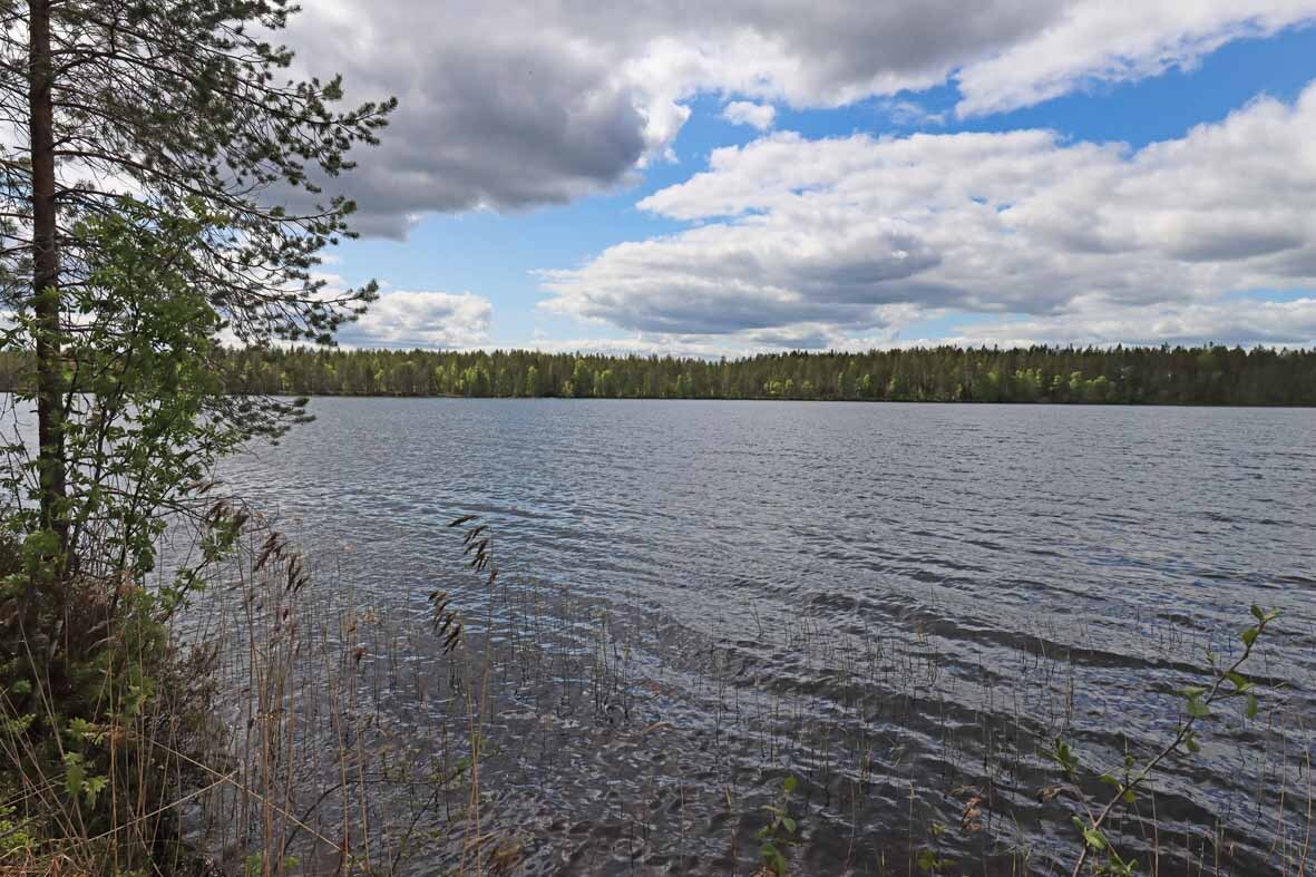 Näkymä järvelle, rannassa kasvaa hieman kaislaa.