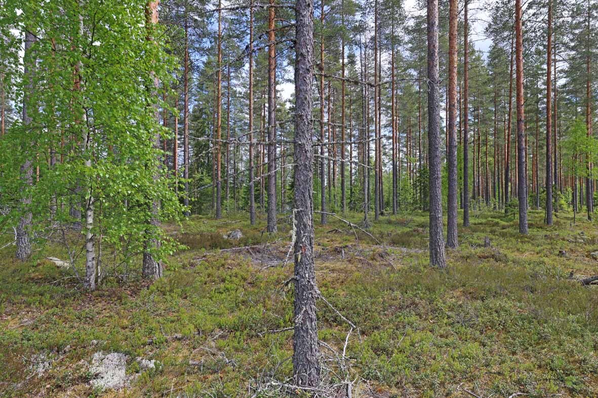 Harvennettua valoisaa mäntykangasta, joukossa muutama nuori koivu.