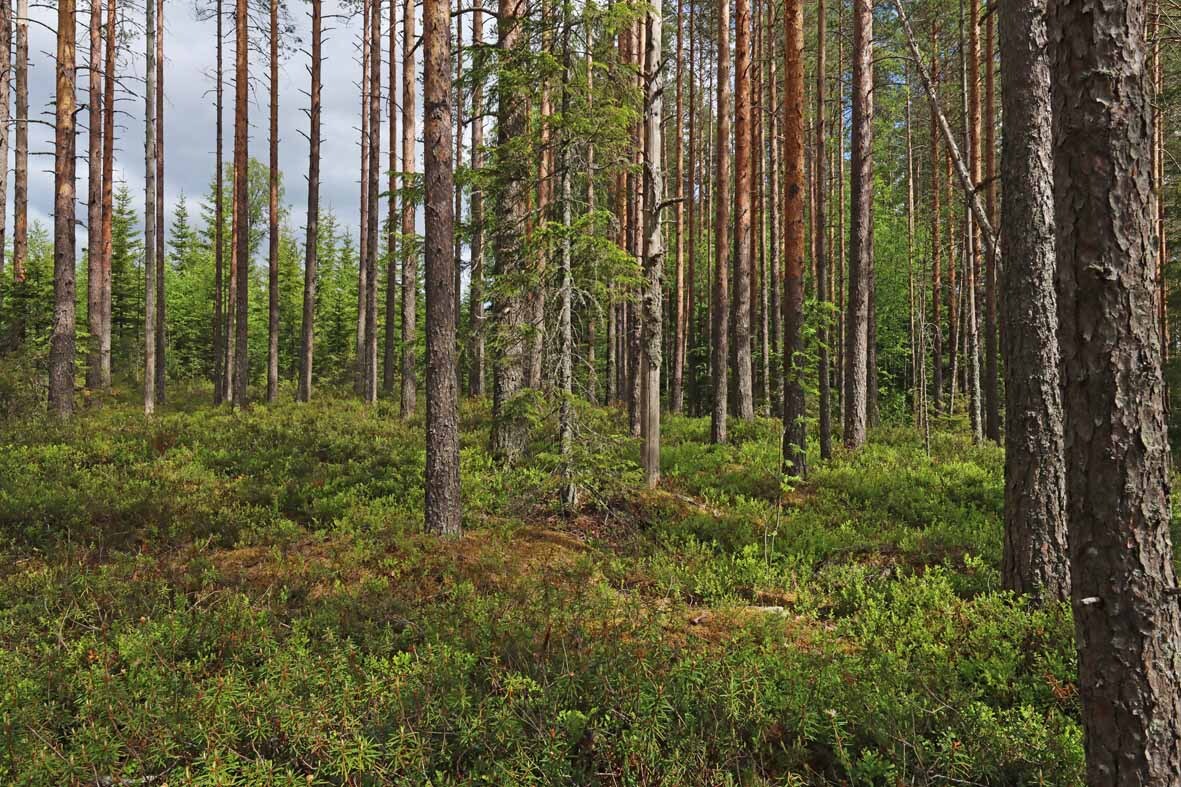 Harvennettua mäntymetsää, taustalla kasvaa kuusia.