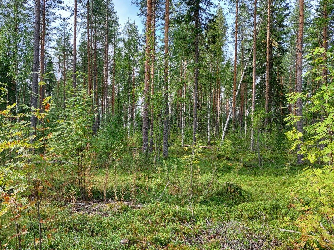 Sekametsää jossa mäntyjä, kuusia ja koivuja, etualalla ruohomaista maastoa.