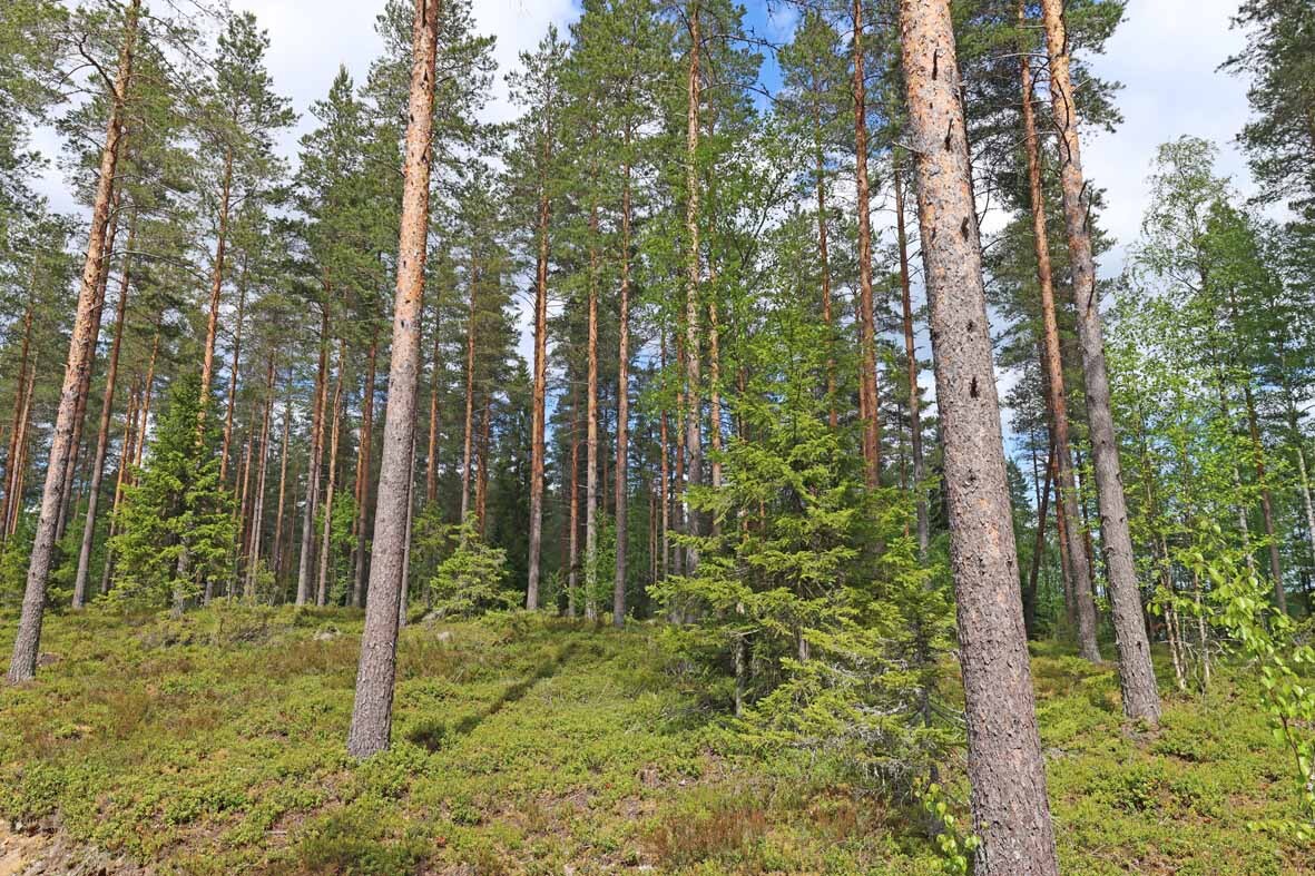 Harvennettua valoisaa mäntykangasta, joukossa muutama nuori koivu ja kuusi.