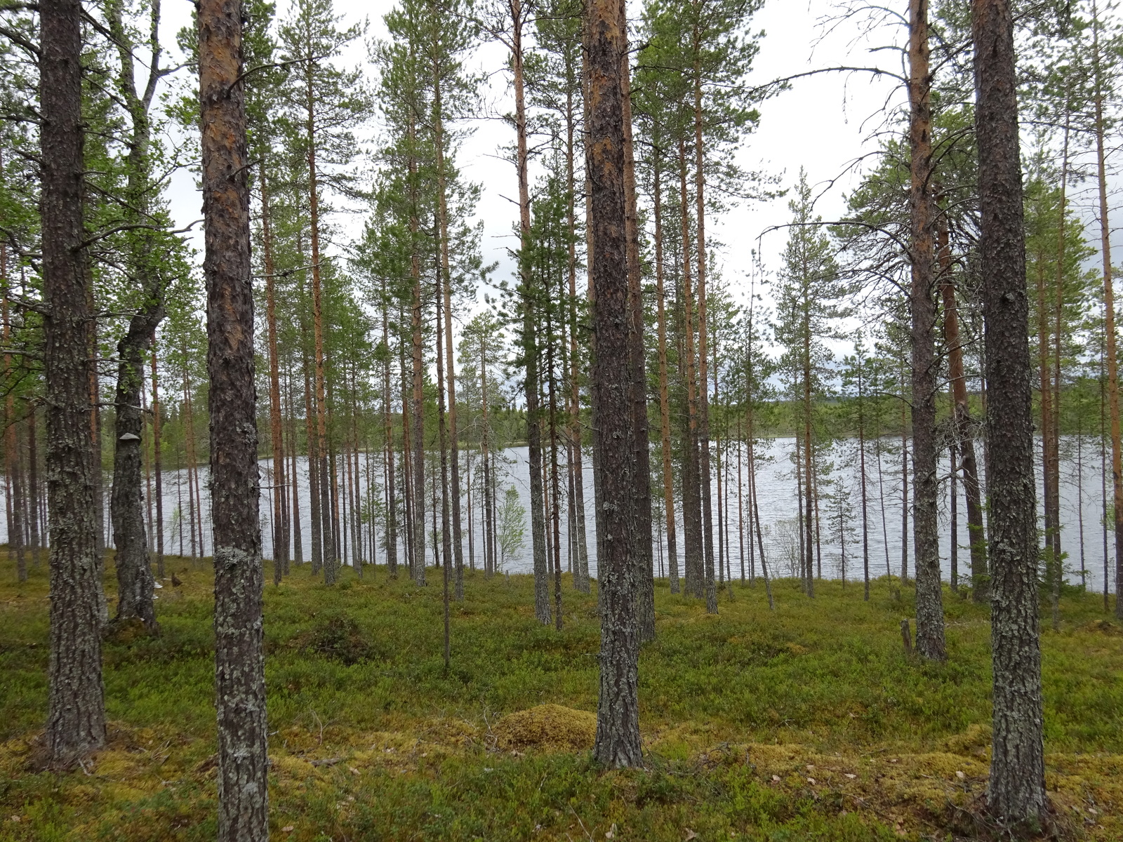 Kuva tontilta järvelle