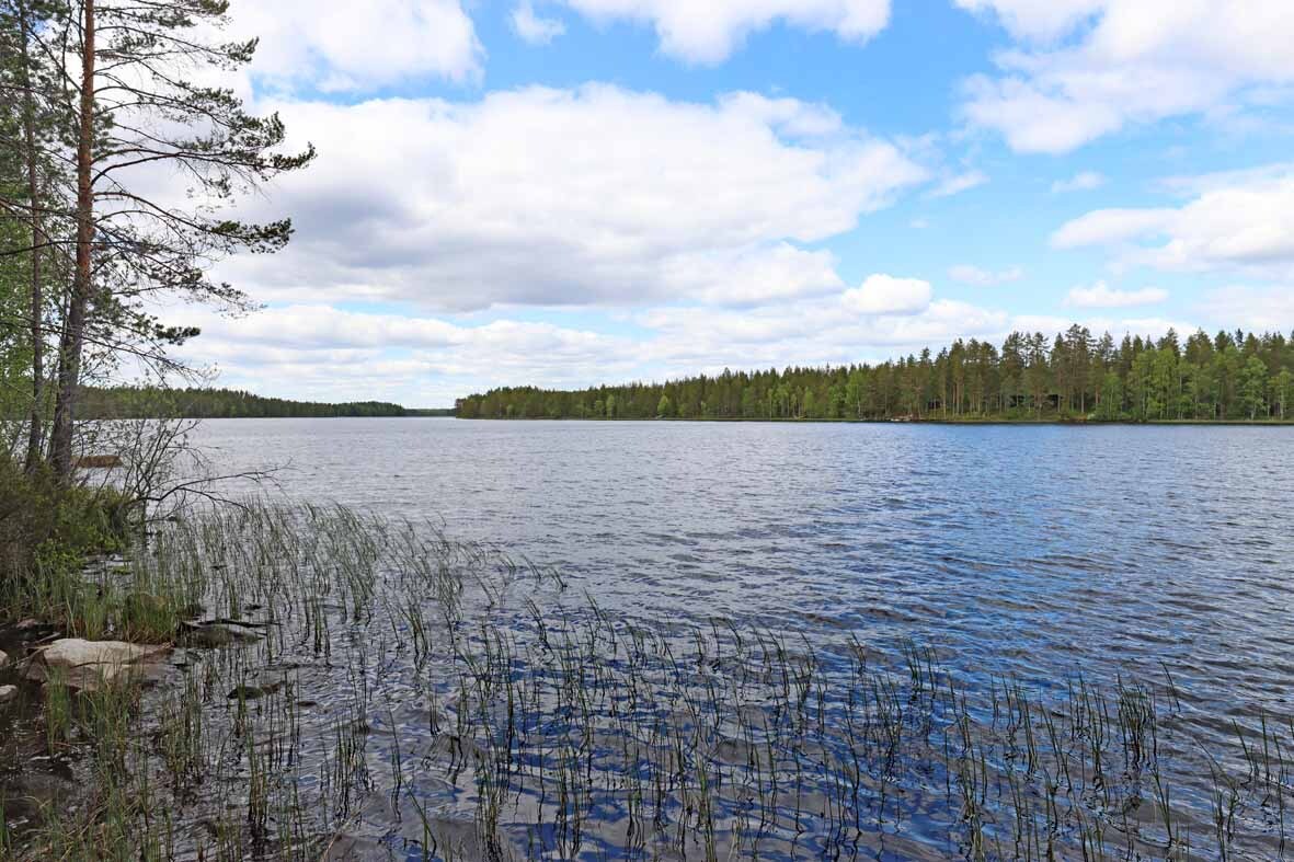 Tontin rantaa jossa kasvaa ruovikkoa, vastarannalla näkyy mäntyjä.