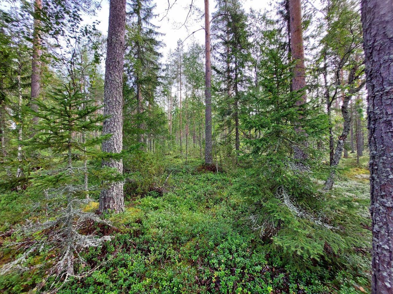 Harvennettua sekametsää, kunttaa maassa, kuusen taimia kasvaa siellä täällä.