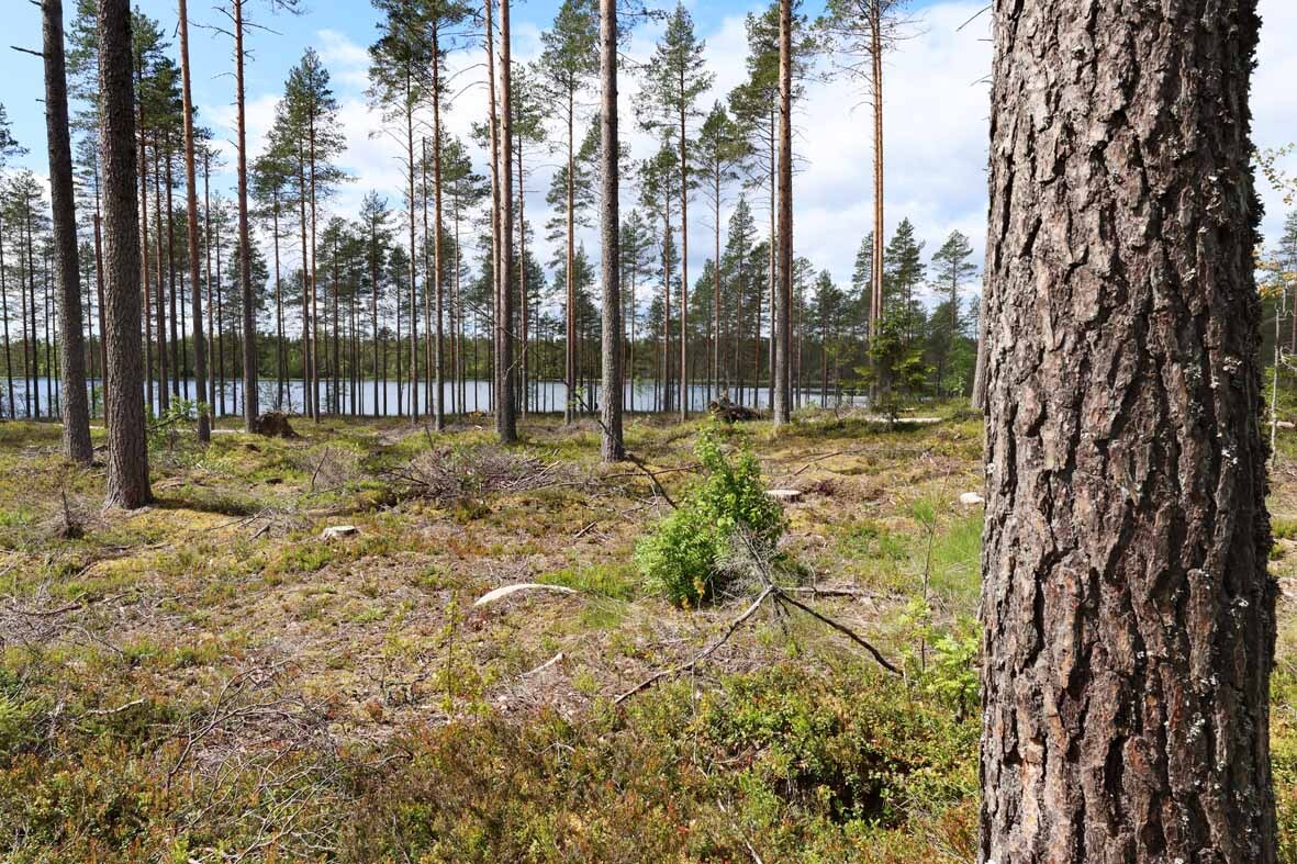 Harvennettua mäntymetsää ja tasaista maastoa jossa kasvaa kunttaa. Puiden välistä pilkistää järvi.