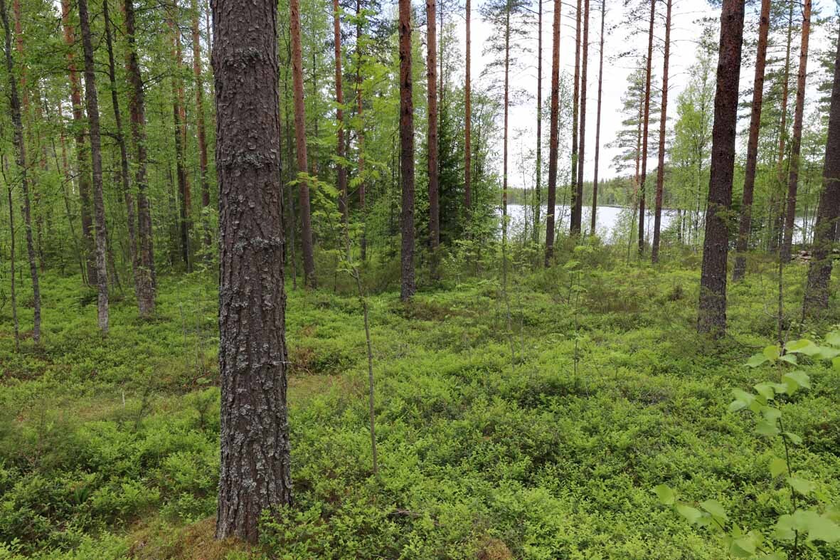 Harvennettua mäntymetsää, metsän takana pilkottaa järvi.