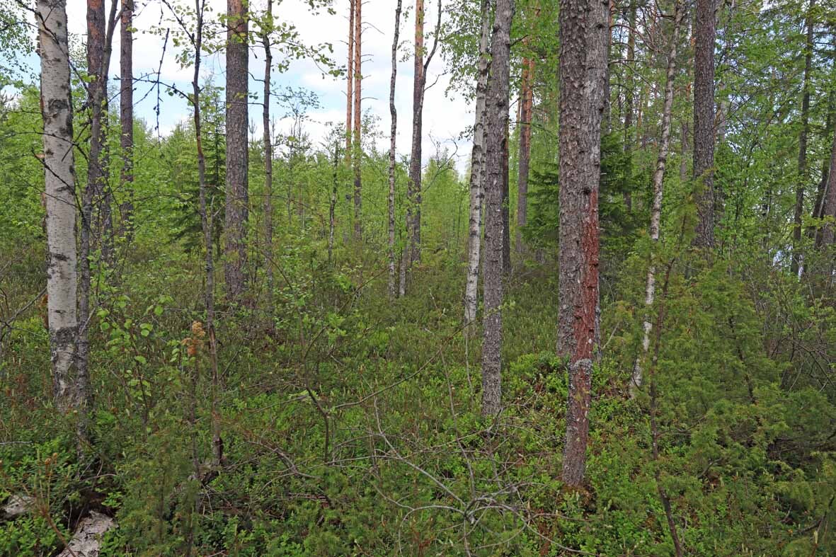 Tontilla kasvavaa sekametsää, nuoria koivuja ja varttuneempia mäntyjä ja kuusia.