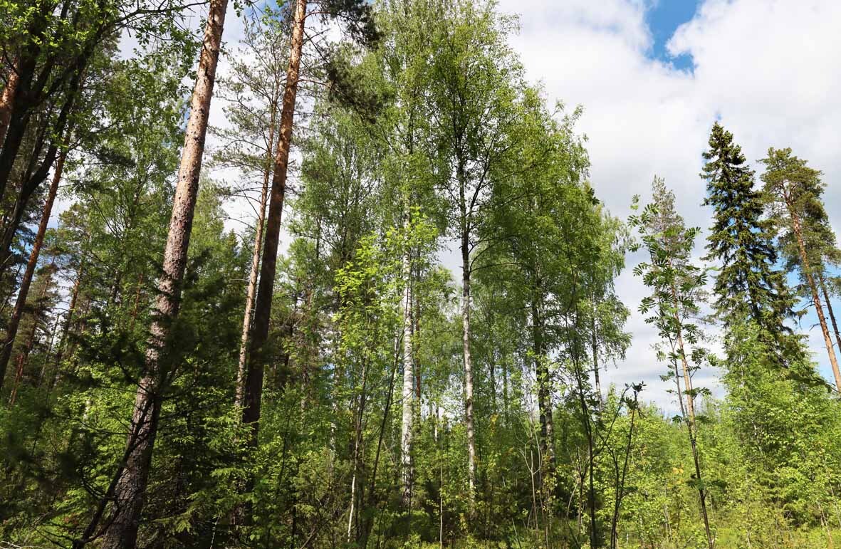 Tontilla kasvavaa sekametsää, nuoria koivuja ja varttuneempia mäntyjä ja kuusia.