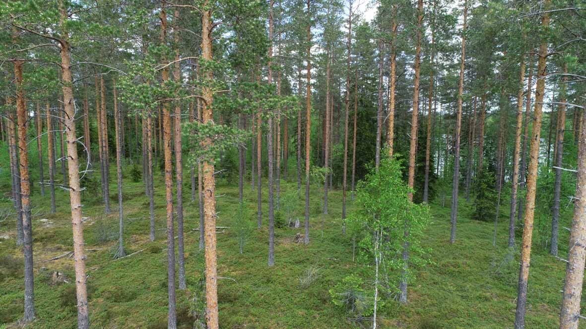 Ilmakuvaa metsän keskeltä, ympärillä kohoaa mäntyjä ja nuori koivu.