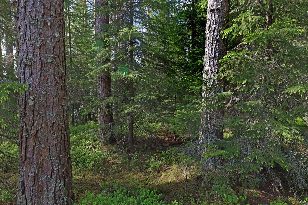 Varttunutta mäntymetsää jonka seassa kasvaa nuoria kuusia.