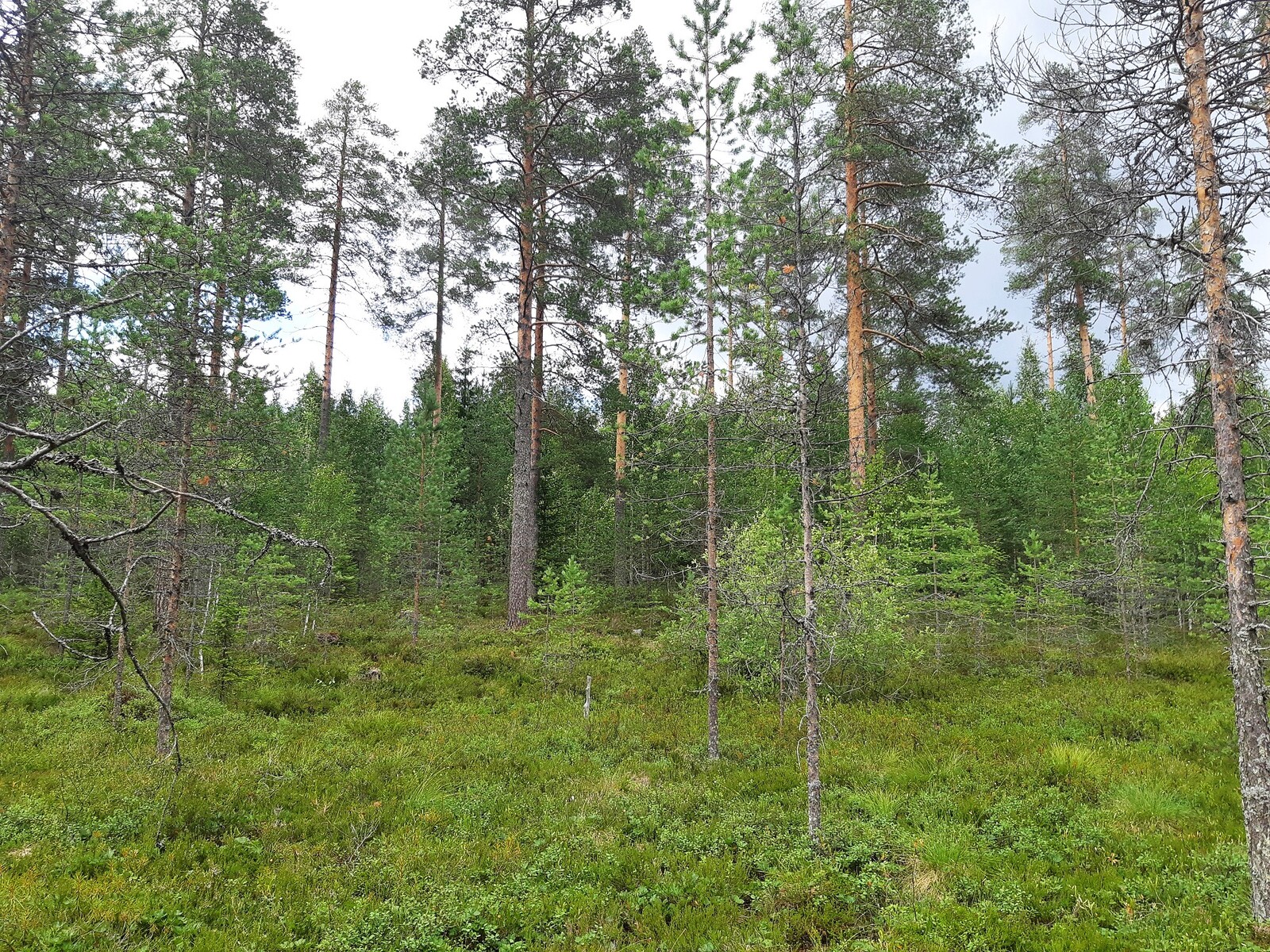 Avara mäntymetsä muuttuu runsaskasvuiseksi sekametsäksi.