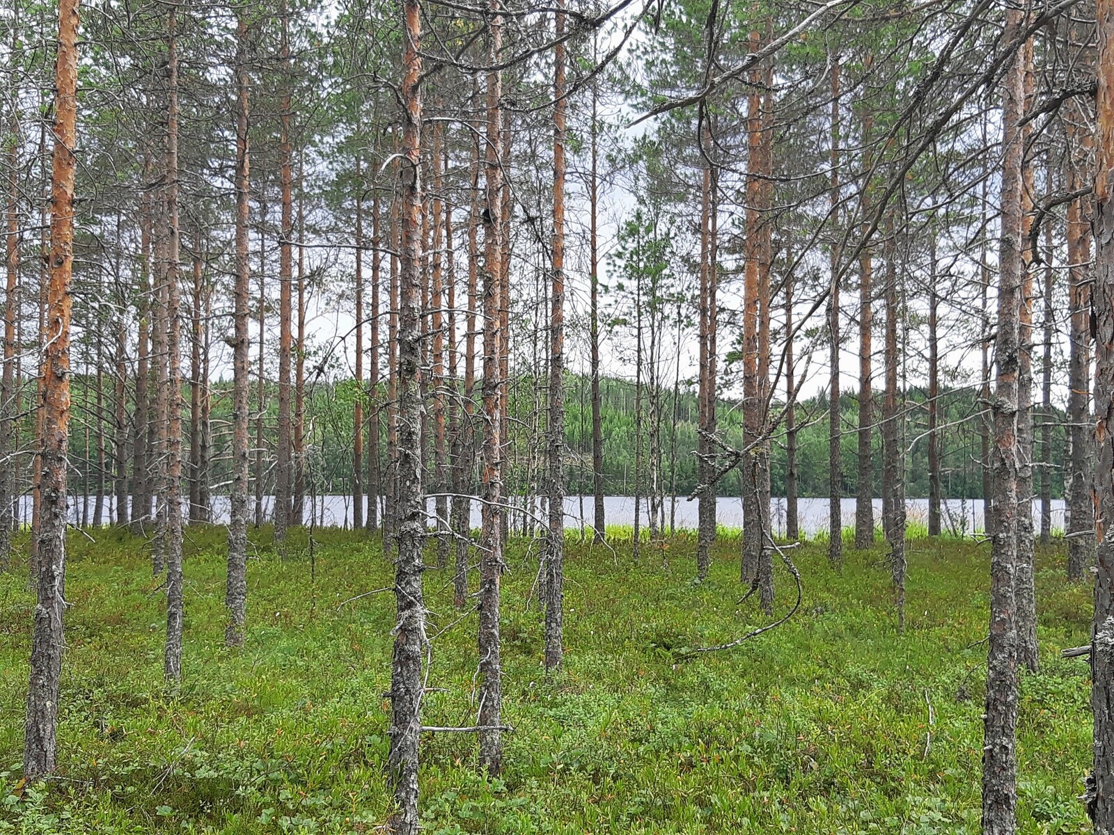 Mäntymetsän takana erottuu järvimaisema.