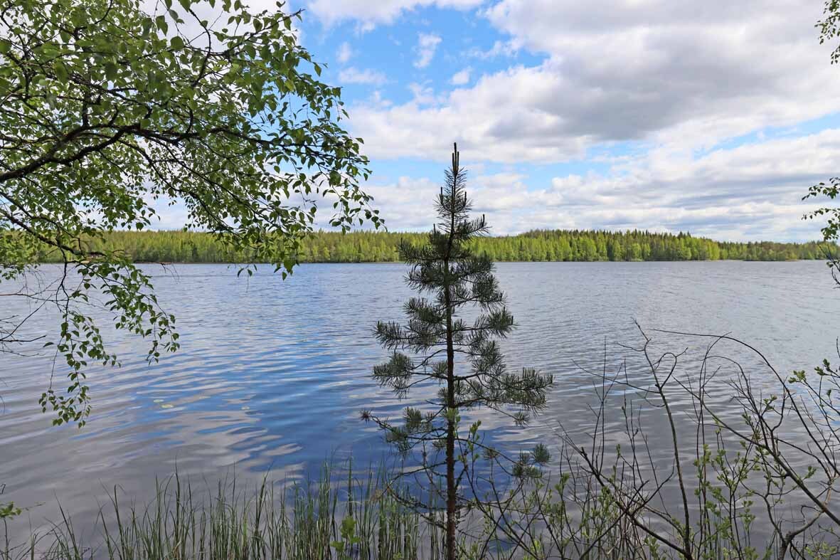 Maisema järvelle, kuvan keskellä seisoo nuori mänty ryhdikkäänä.
