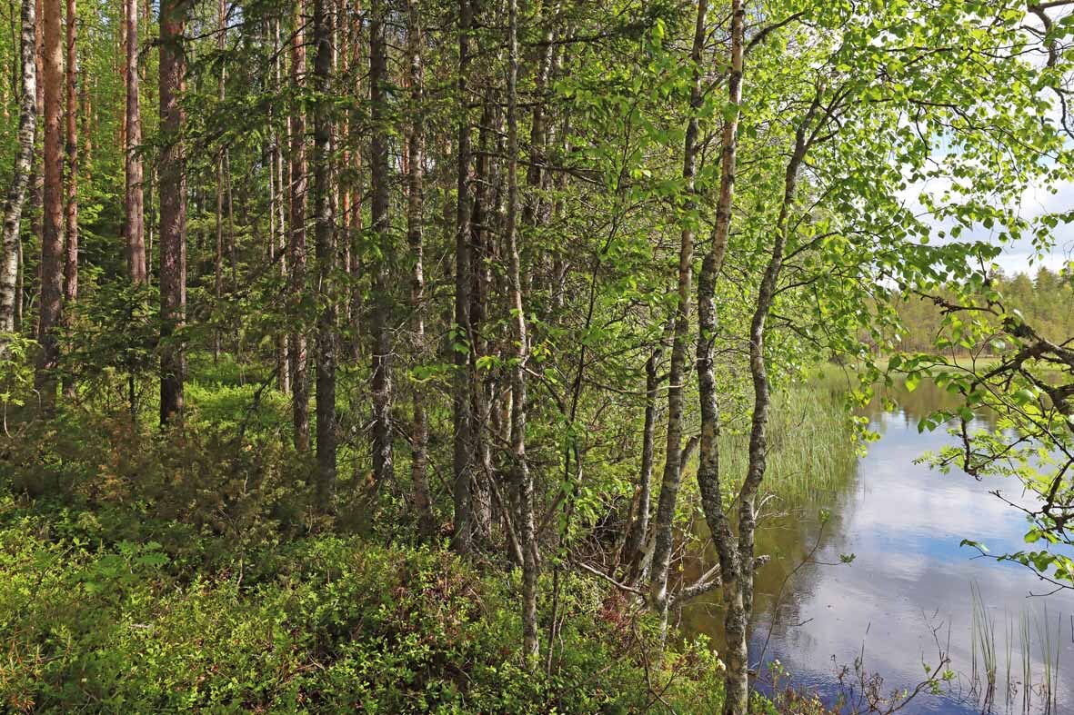 Aurinkoista, nuorta rantametsää, oikealla järven rantaa.