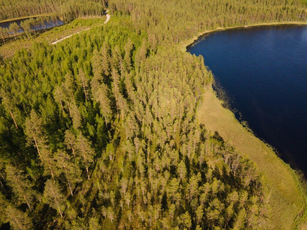 Ilmakuvaa tontista, jolla mäntymetsää ja paljon vesikasvillisuutta rannassa, järvi oikealla.