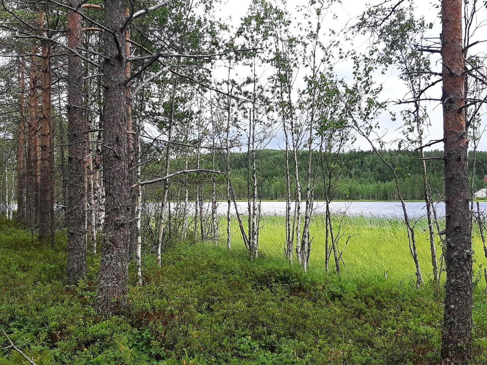 Rannalla kasvaa mäntyjä ja koivuja, joiden takana avautuu järvimaisema.