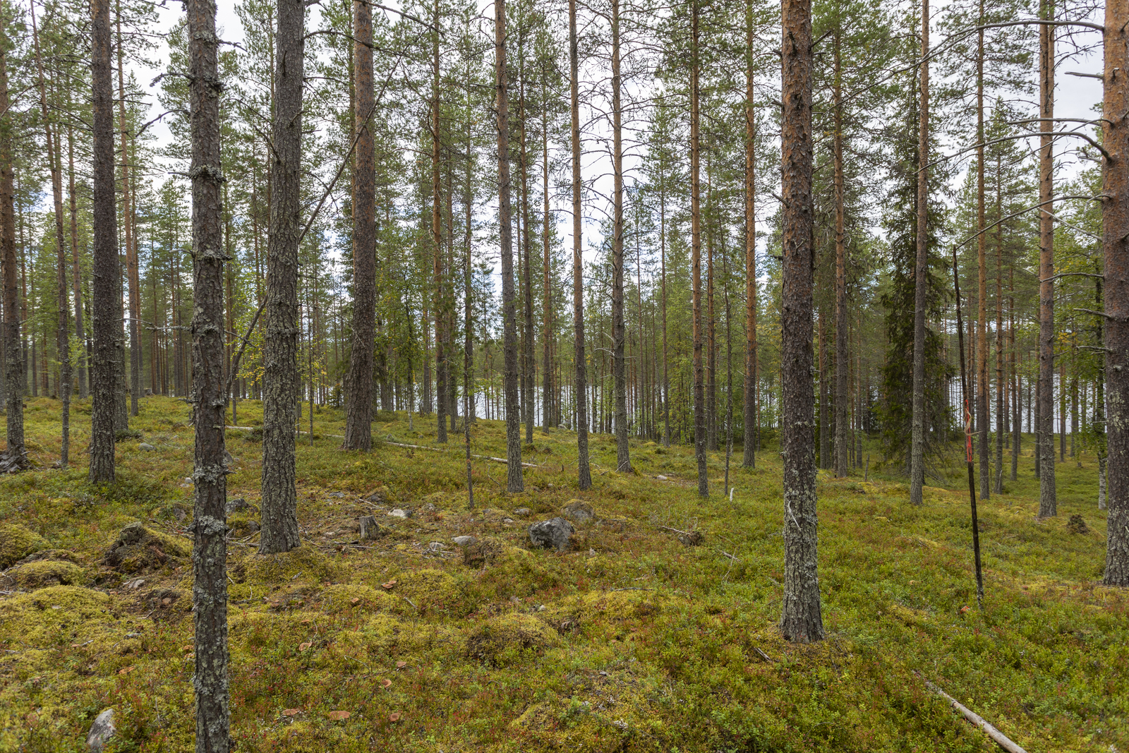 Kuva tontilta järvelle