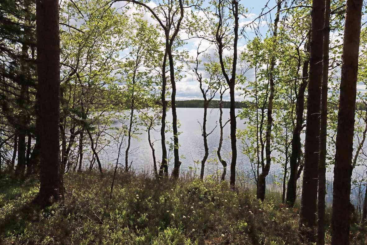 Tontin rantaa jossa nuoria koivuja. Aurinko paistaa järvellä.