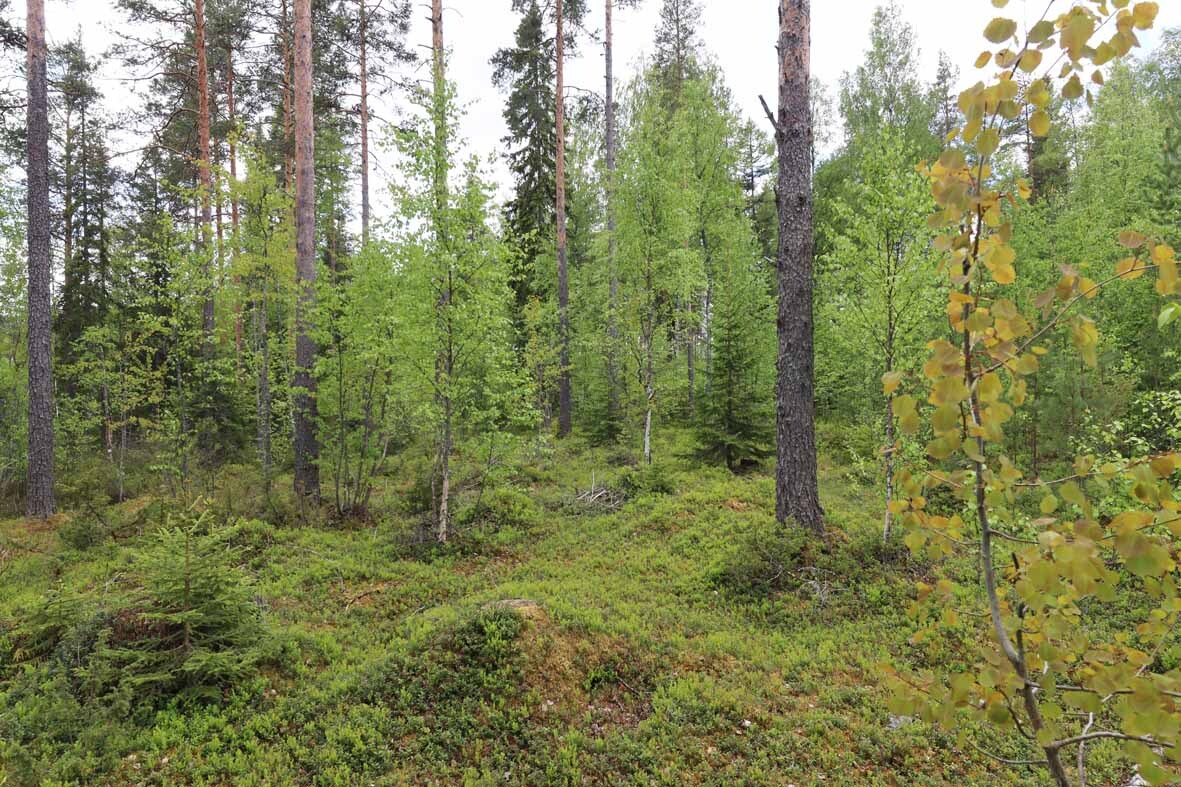 Tontilla kasvavaa sekametsää, nuoria koivuja ja varttuneempia mäntyjä ja kuusia.