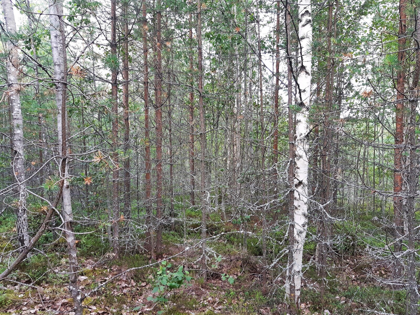 Tiheäkasvuisen nuorehkon mäntymetsän seassa kasvaa koivuja.