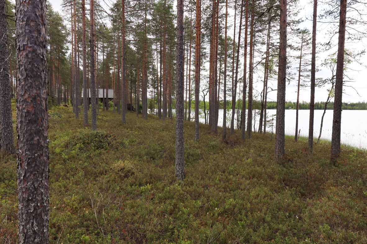 Harvennettua mäntymetsää, järvi ja naapurin mökki näkyy puiden välistä.