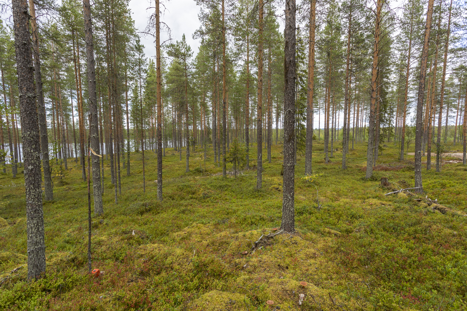 Kuva tontilta järvelle