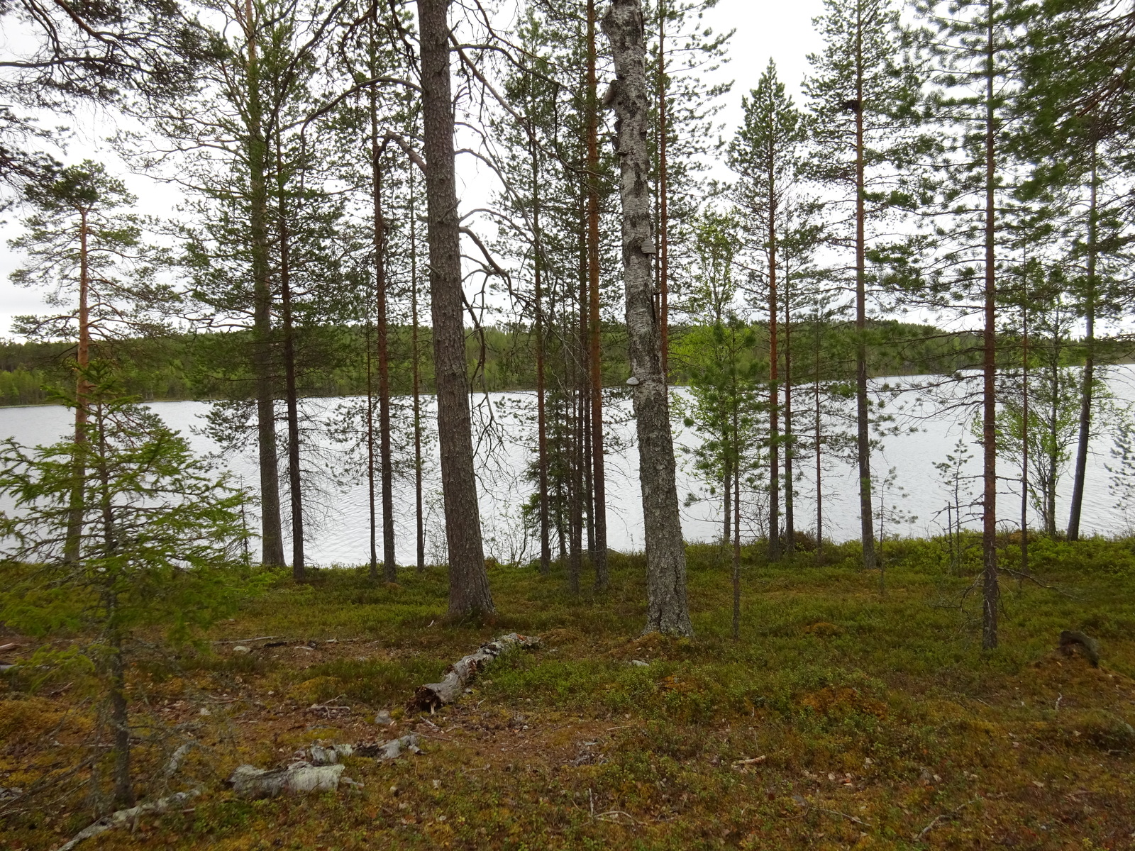 Kuva tontilta rannalle