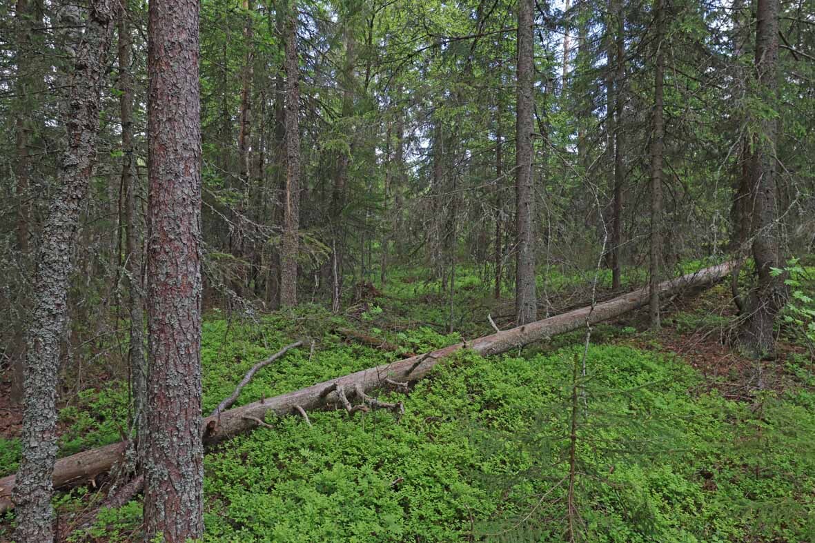 Kuusivaltaista metsää, keskellä kaatunut ja kelottunut puu.