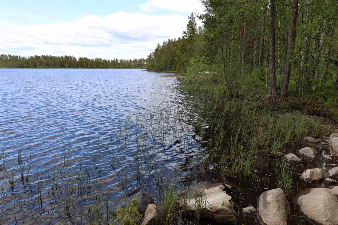 Tontin rantaa jossa kivikkoa ja ruovikkoa, vasemmalla avautuu näkymä järvelle.