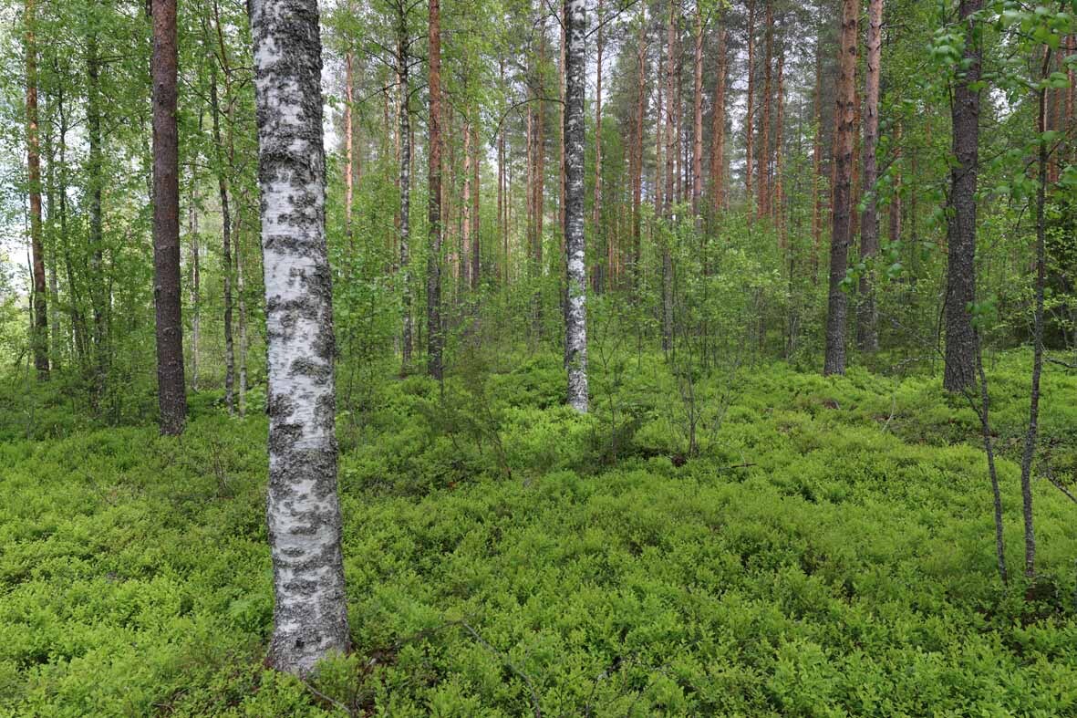 Metsää jossa kasvaa koivuja ja mäntyjä.