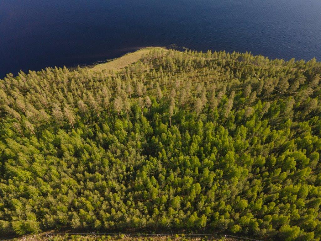 Kuvaa tontin yläpuolelta, mäntymetsää ja ranta jossa järvikasvillisuutta.