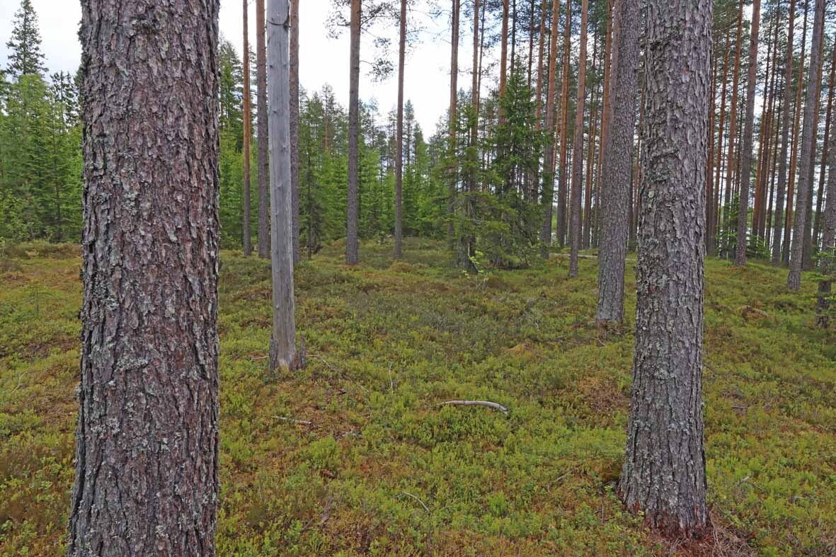 Harvennettua mäntymetsää, taustalla kasvaa kuusia.