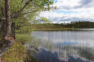 Maisema tontilta järvelle, rannassa kasvaa ruovikkoa. Puiden oksat kurottuvat järven ylle.