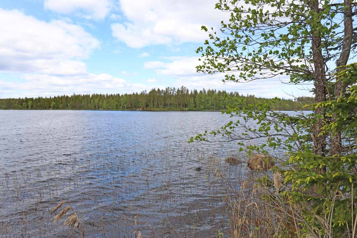 Näkymä järvelle, rannassa kasvaa hieman kaislaa.