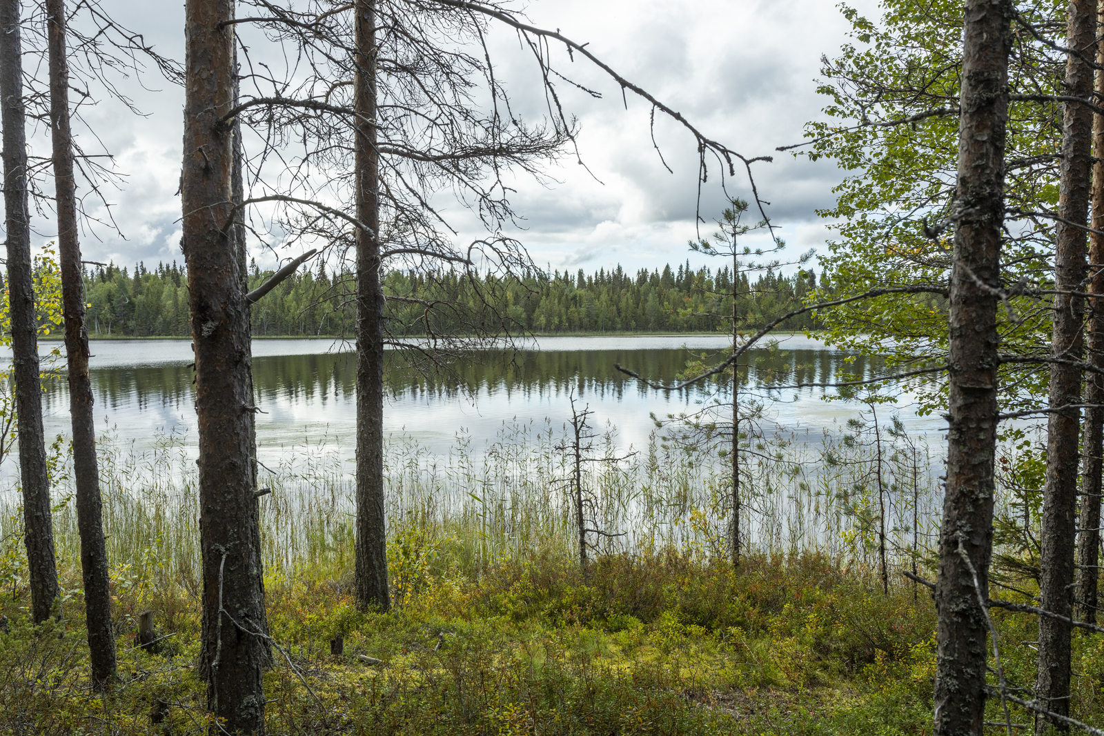 Kuva rannalta järvelle