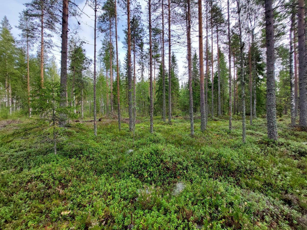 Mäntyvaltaista sekametsää valoisalla kankaalla, kunttaa etualalla.